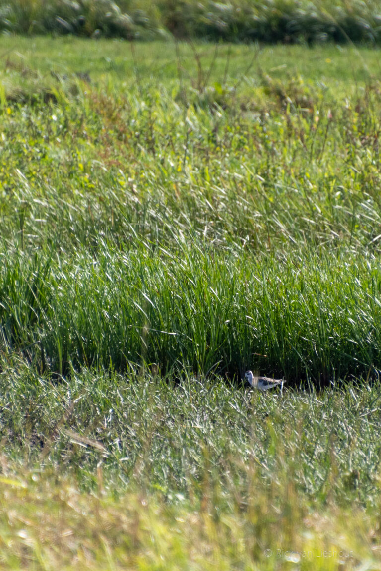 Marsh sandpiper – Poelruiter (Tringa stagnatilis)
