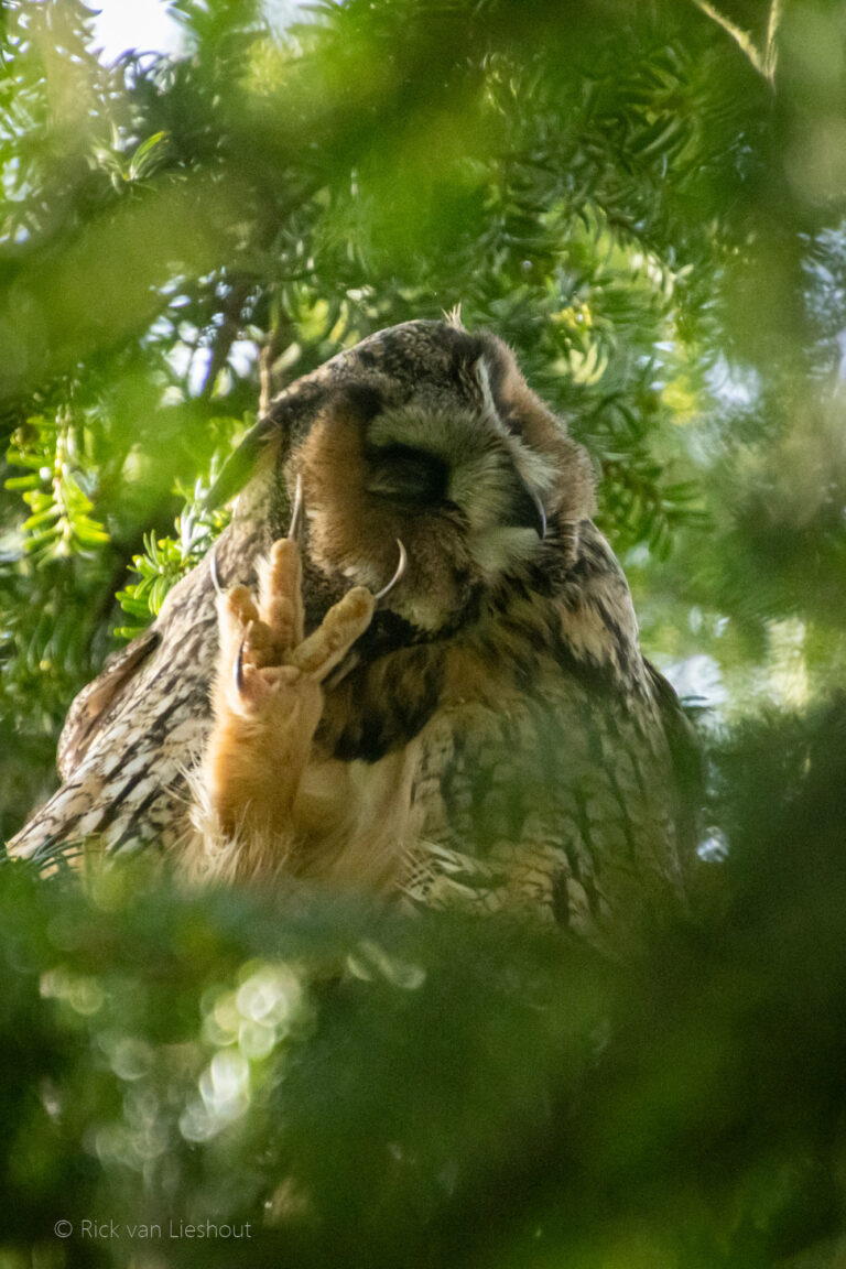 Long-eared owl – Ransuil (asio otus)