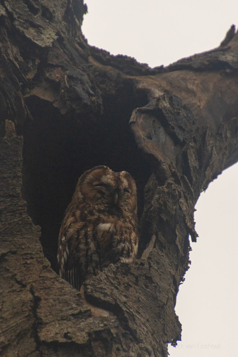 Owl tour with a friend of mine