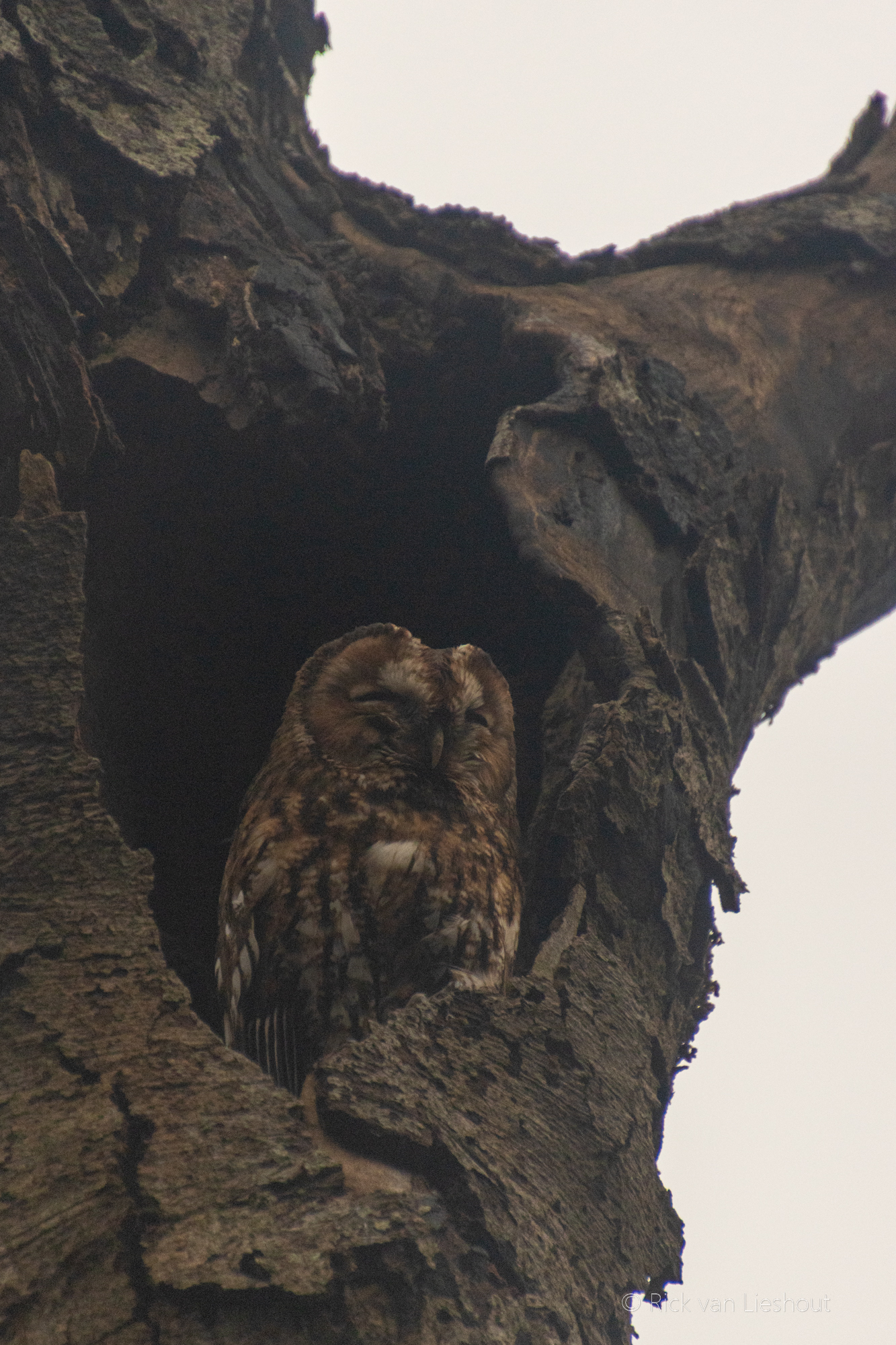 Owl tour with a friend of mine