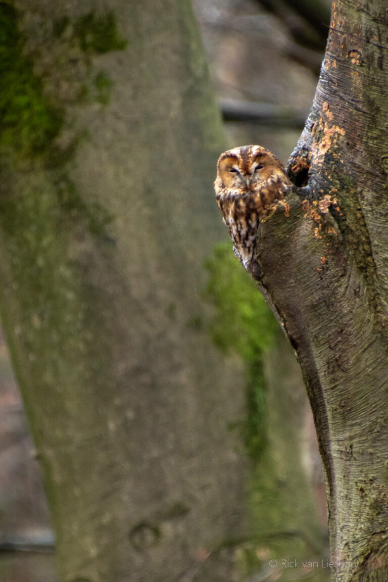Hoge Veluwe Tawny Owl – Bosuil (Strix aluco)