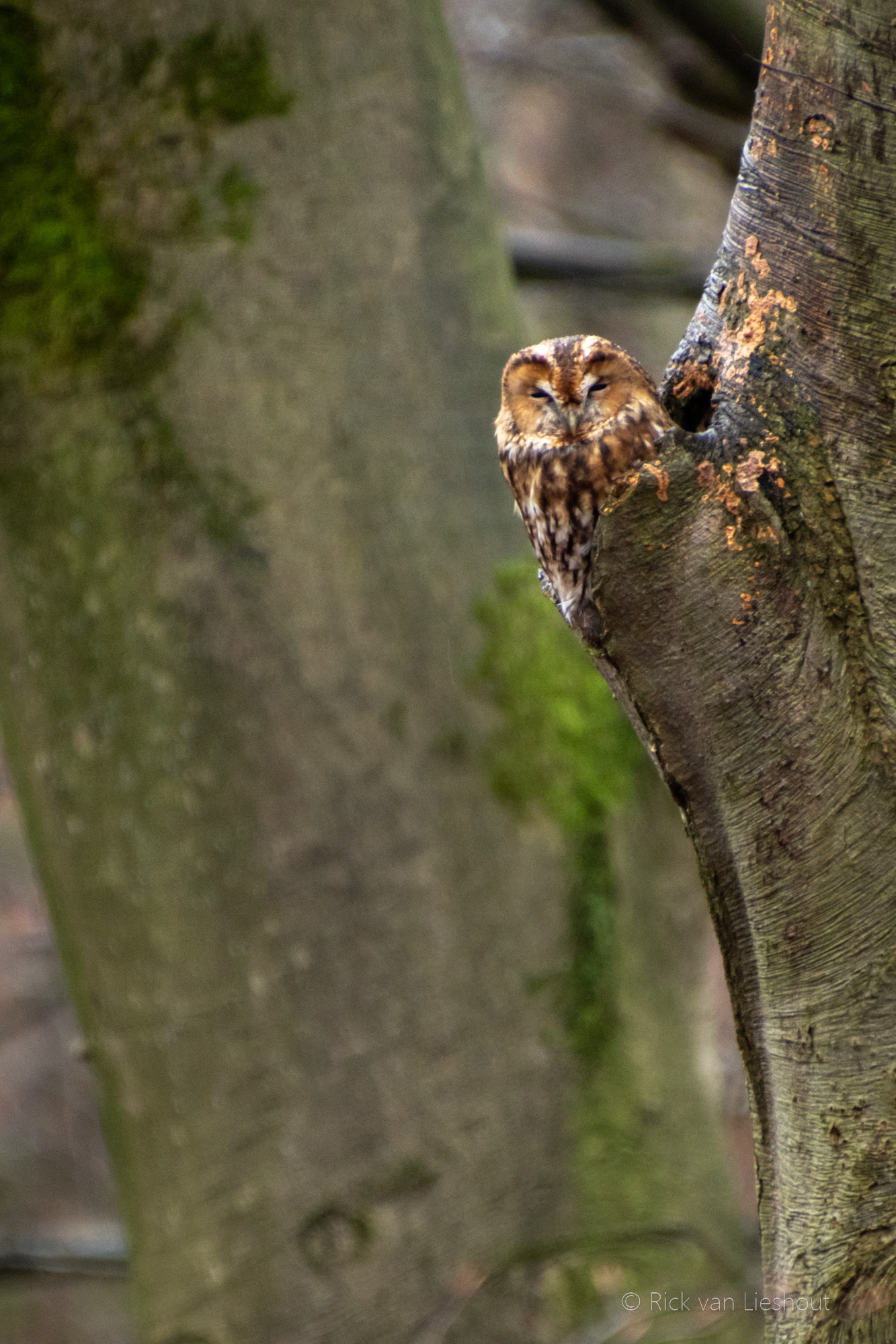 Hoge Veluwe Tawny Owl – Bosuil (Strix aluco)