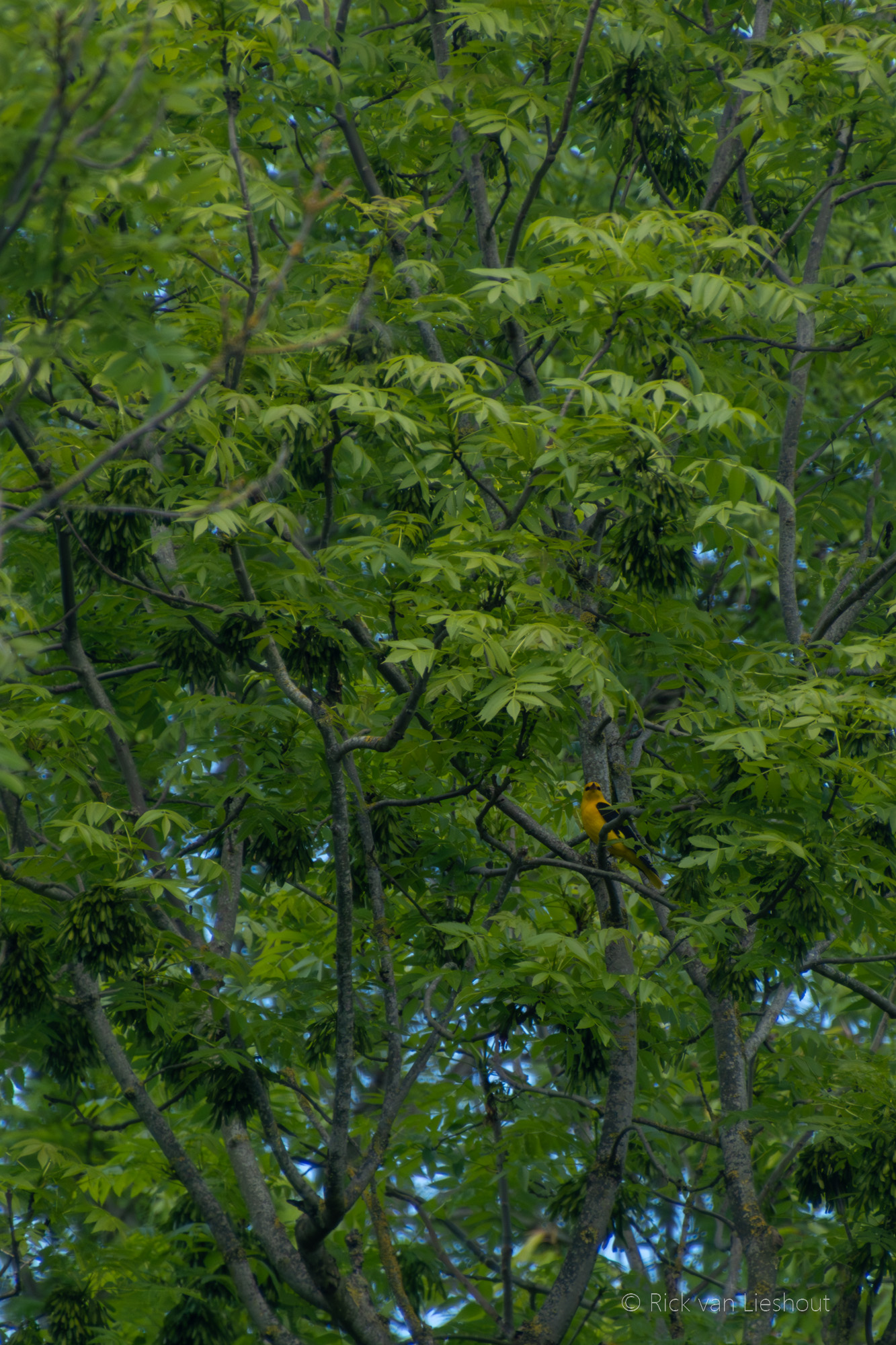 Eurasian golden oriole – Wielewaal (Oriolus oriolus)