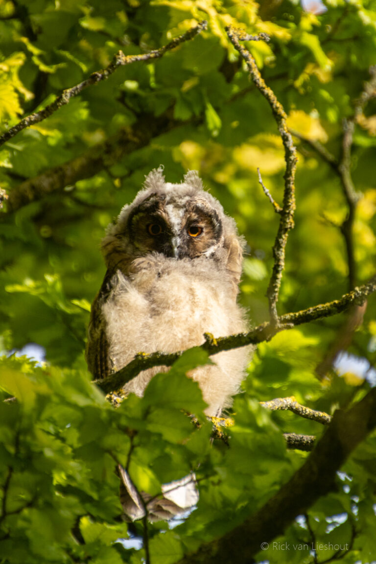 Young long-eared-owls – jonge ransuilen (asio otus)