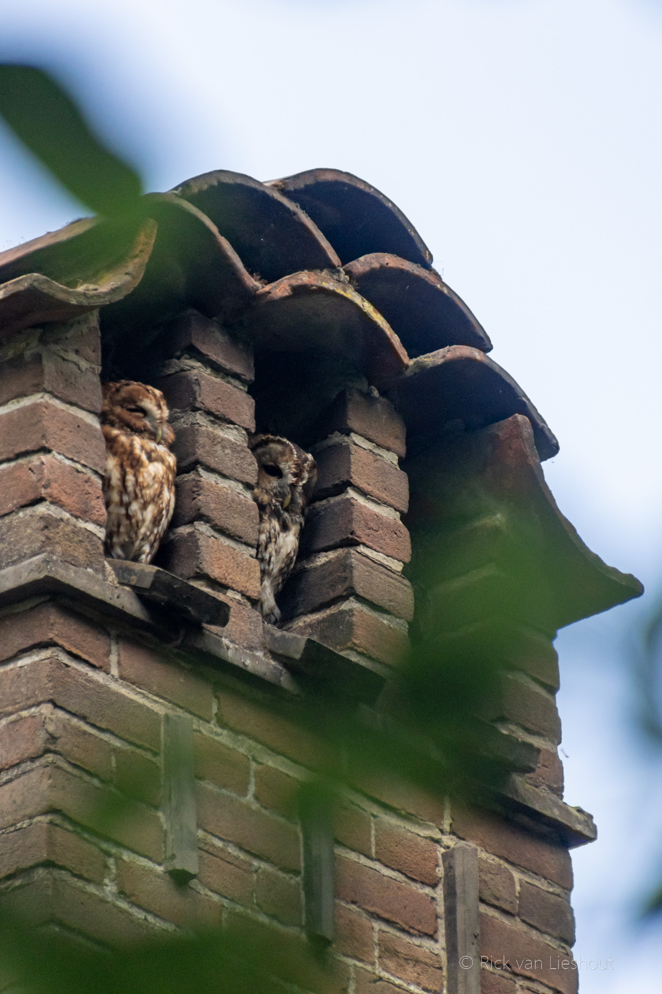 Tawny Owl on top of the chimny- Bosuil (Strix aluco)