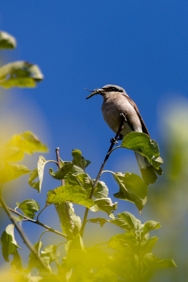 Summer holiday 2025 – Germany