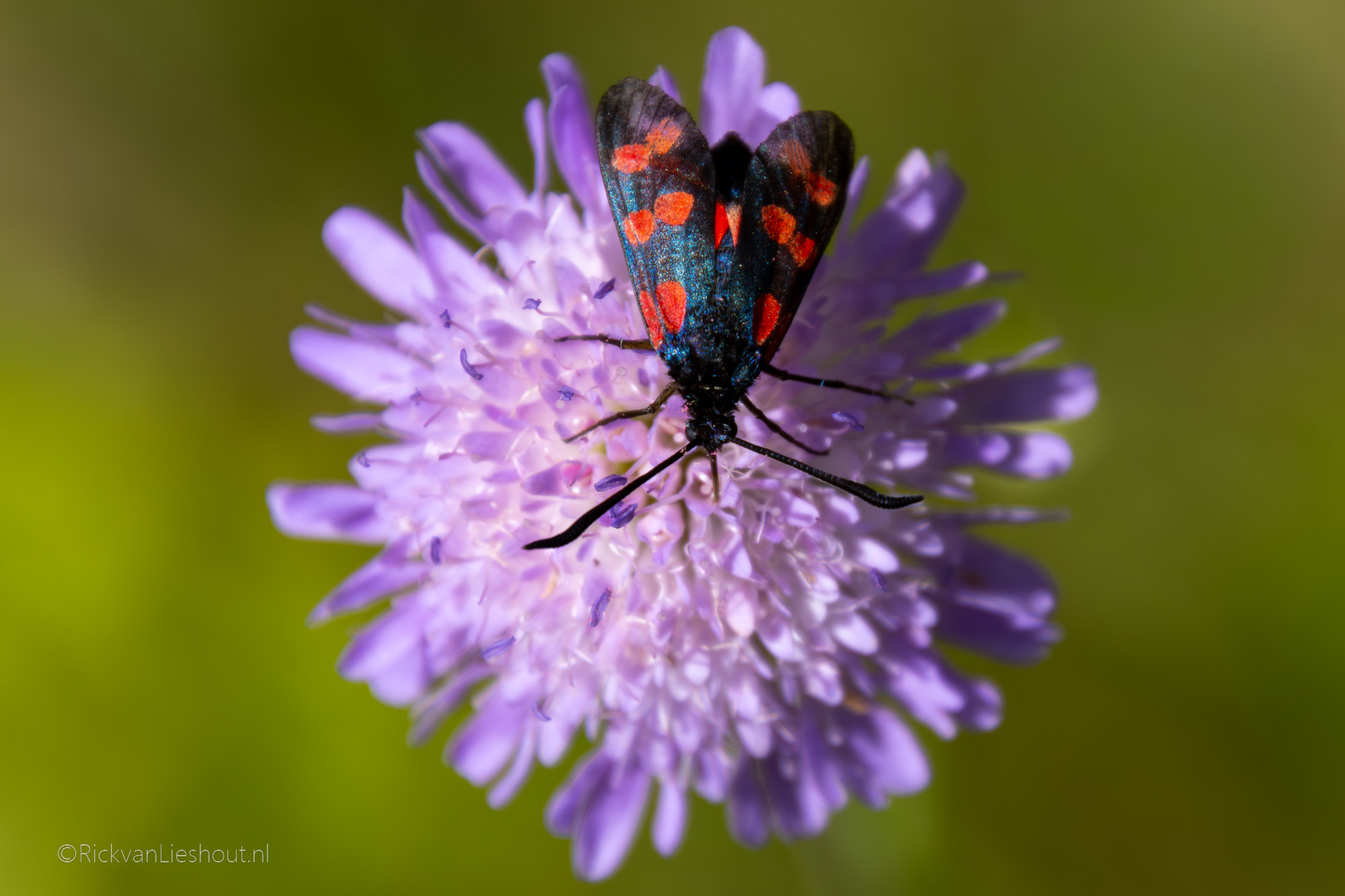 Summer holiday 2025 – Germany