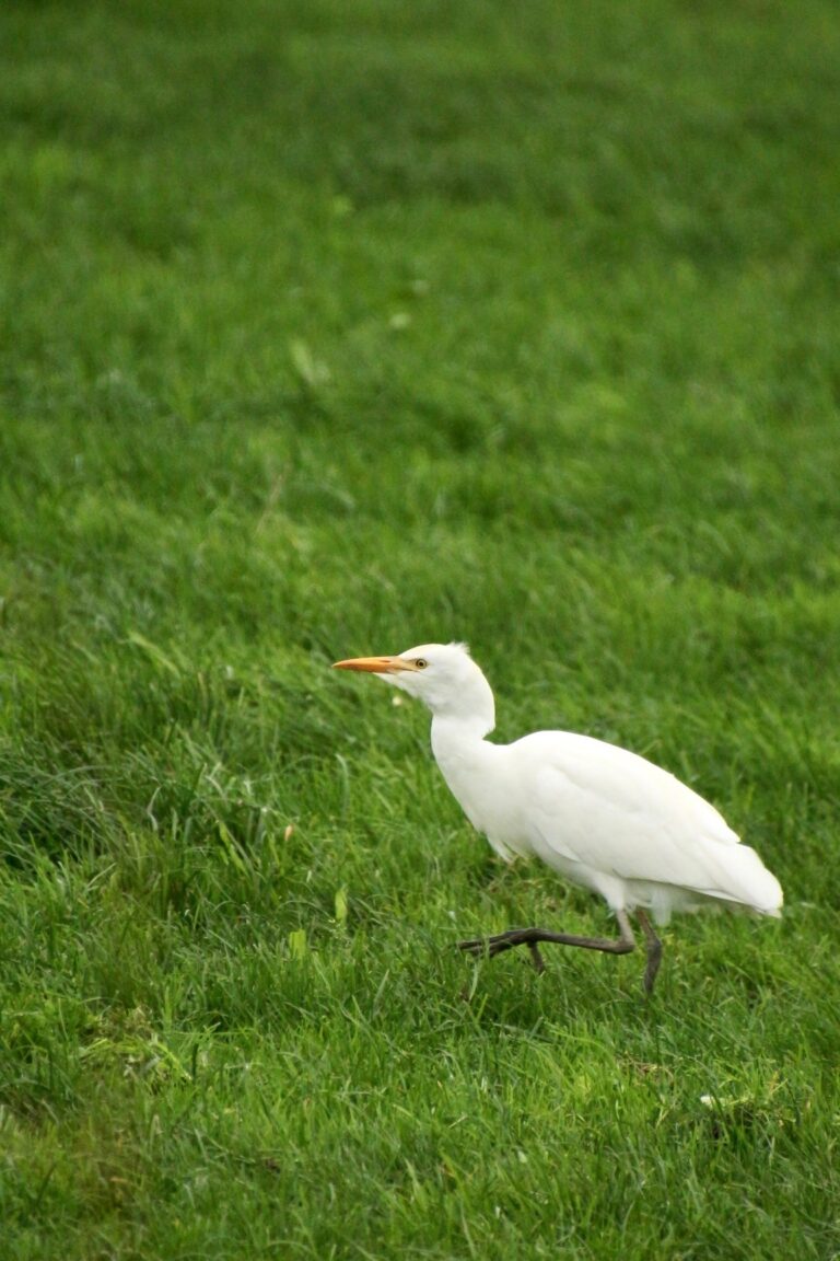 Cattle Egret – Koereiger (Bubulcus ibis)