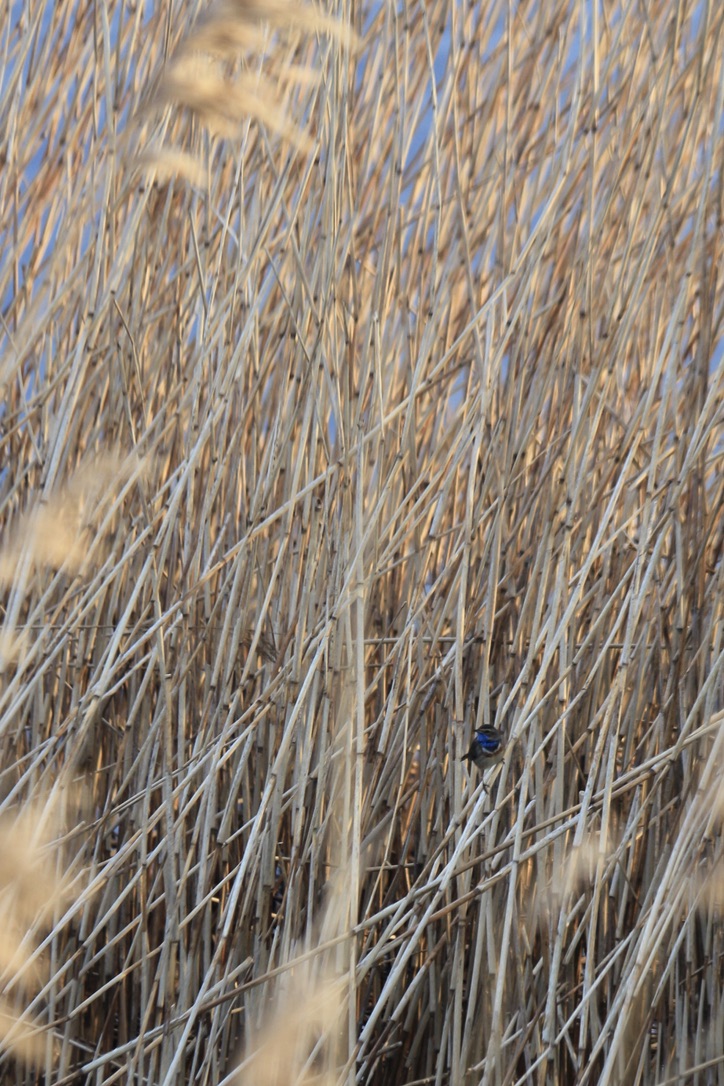 Welcome back bluethroat