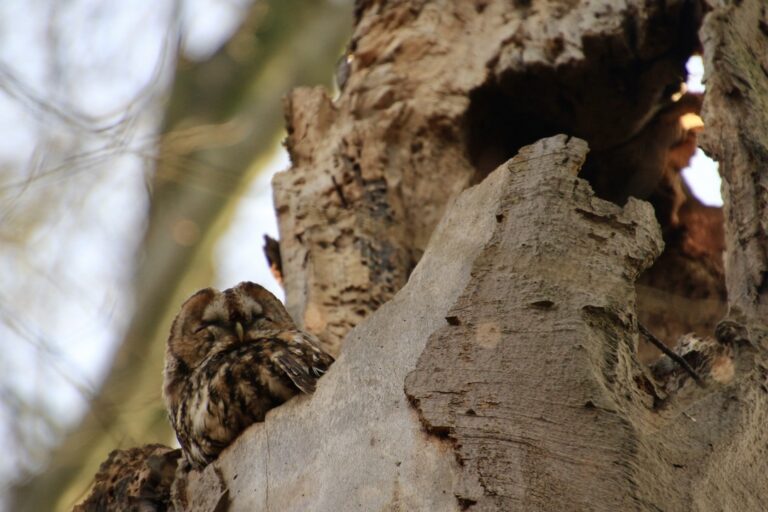Tawny owl – Strix Aluco