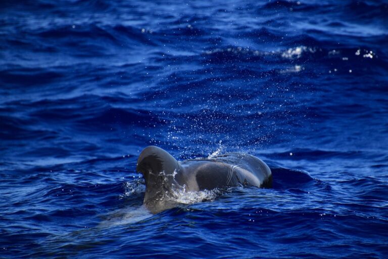 Madeira – Grienden (Pilot whales)