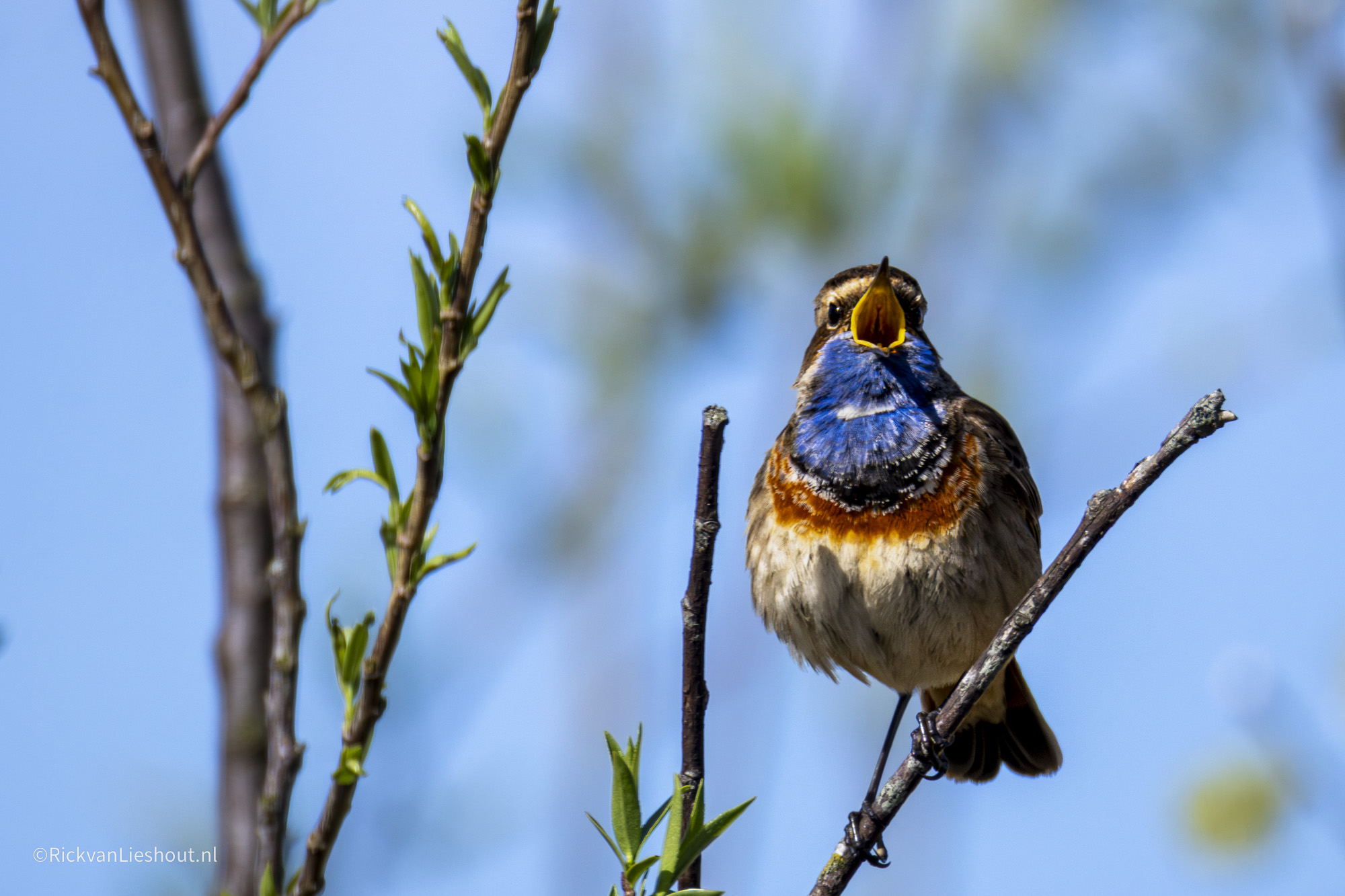 Bluethroat – Blauwborst (Luscinia svecica)