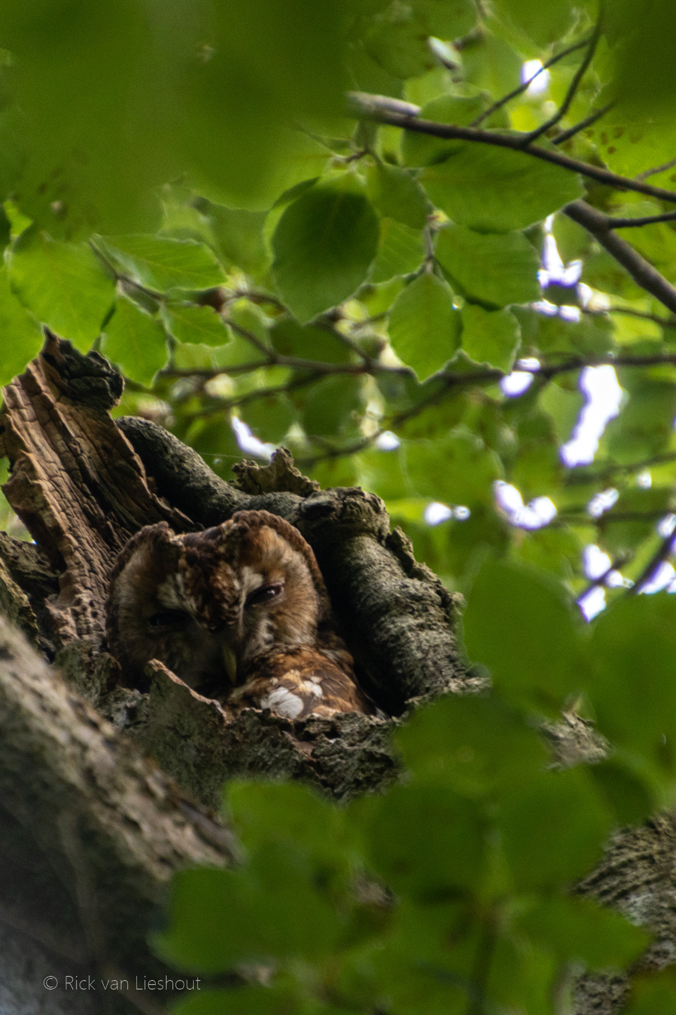 Tawny owl – Bosuil (Strix aluco)