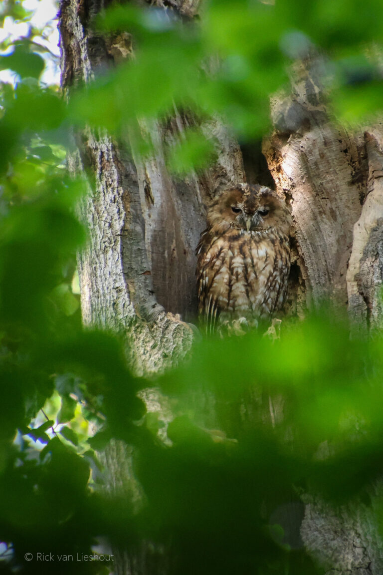 Tawny owl – Bosuil (Strix aluco)