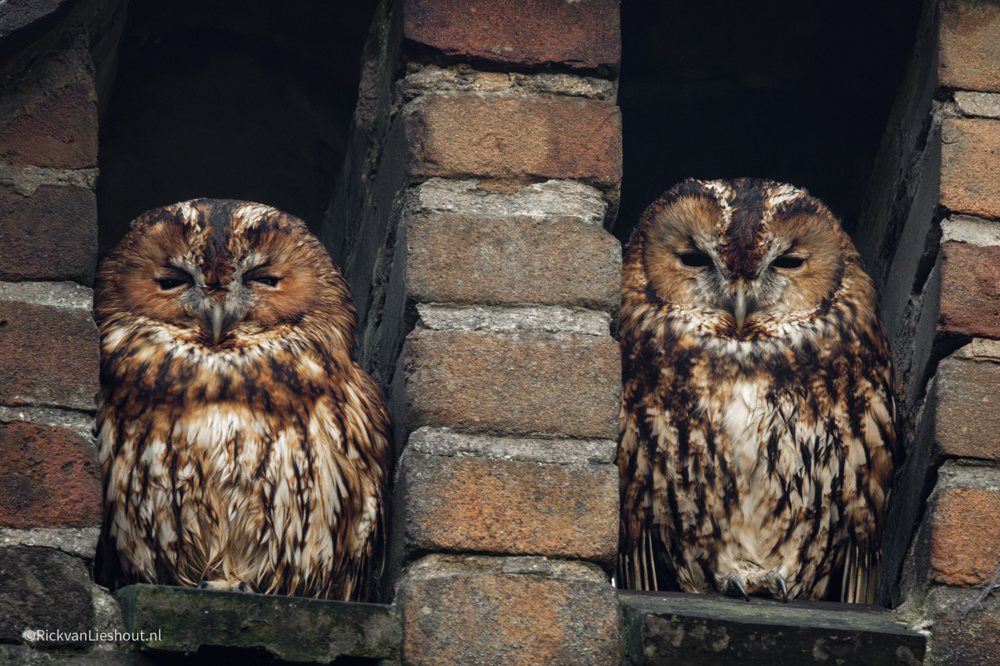 Tawny owl – Bosuil (strix aluco)