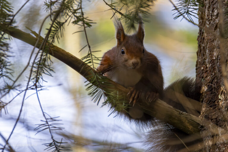 Red squirrel – Eekhoorn (Sciurus vulgaris)