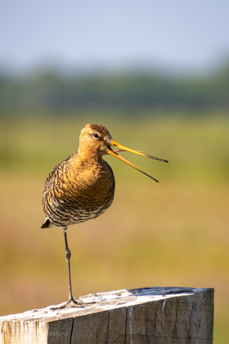 Eempolder – Great Herron, Black-tailed godwit and more