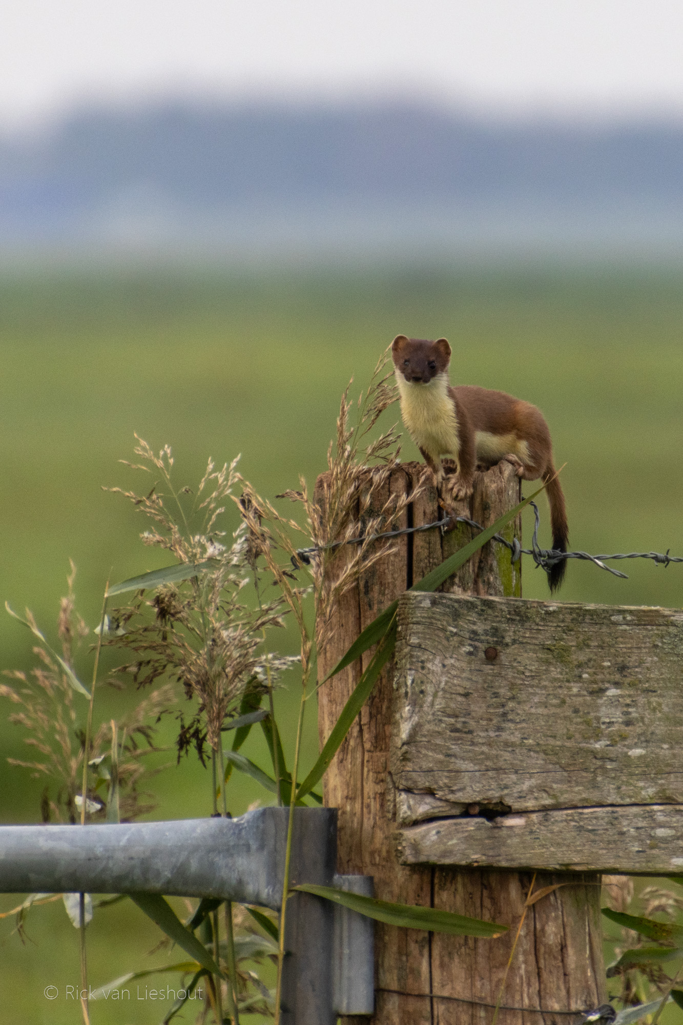 Stoat – Hermelijn (Mustela erminea)