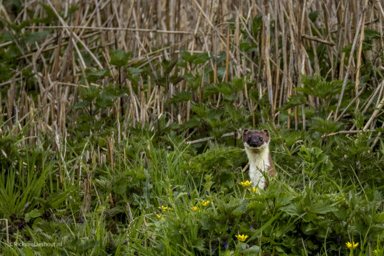 Stoat – Hermelijn (Mustela erminea) and more..
