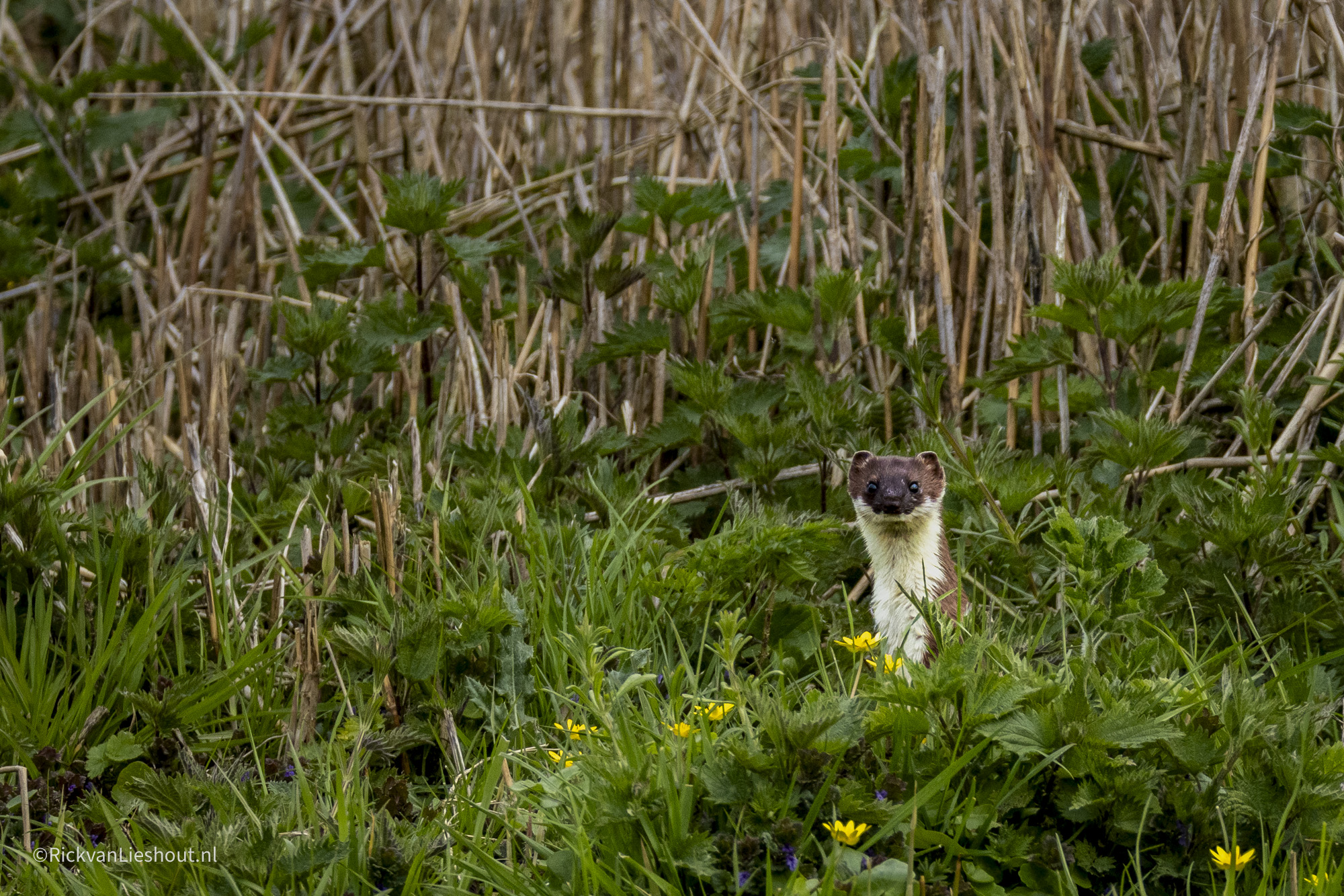 Stoat – Hermelijn (Mustela erminea) and more..