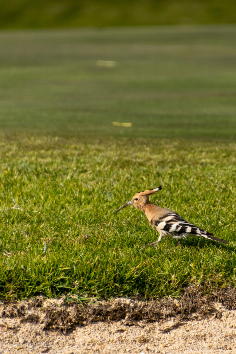 Eurasian hoopoe – Hop (Upupa epops)