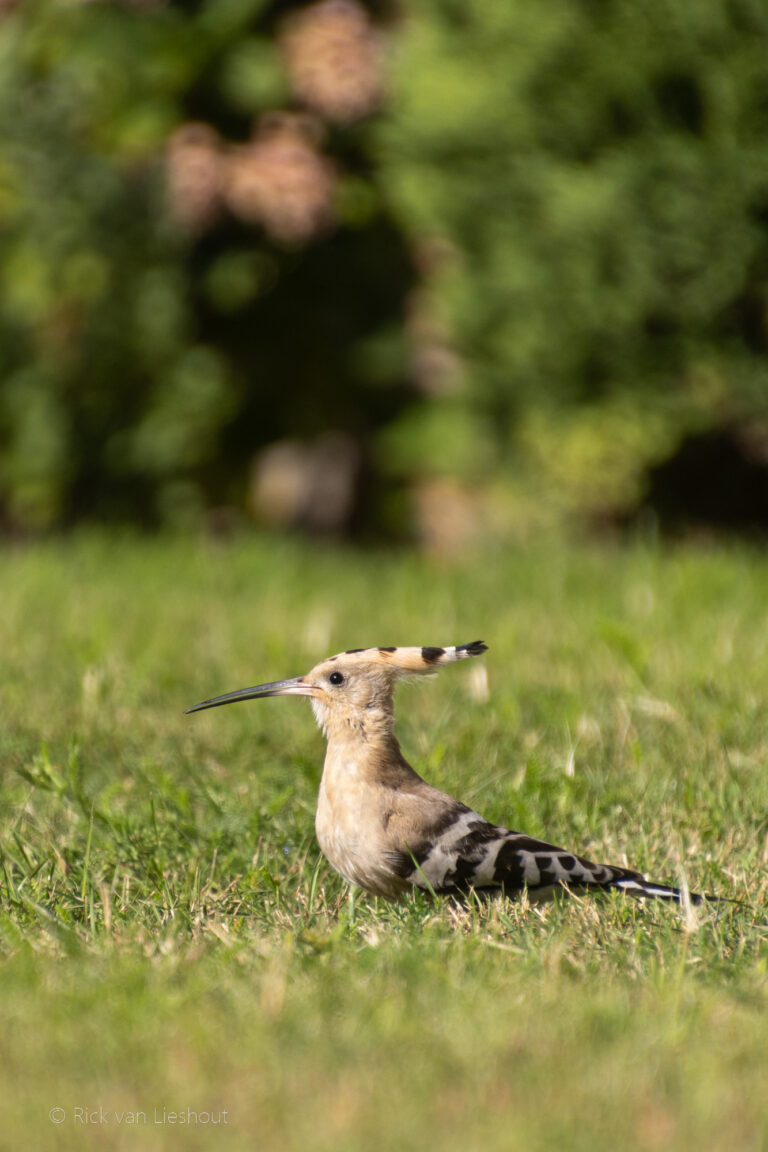 Eurasian Hoopoe – Hop (Upupa epops)