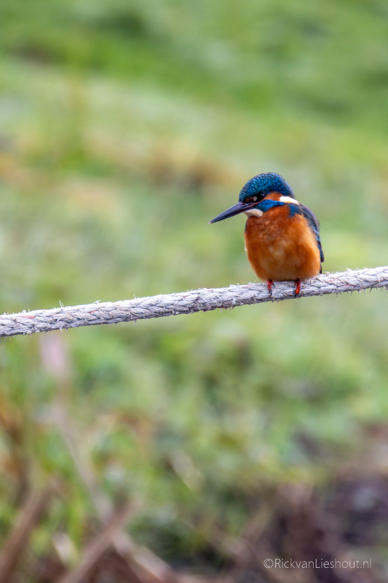 Common Kingfisher – IJsvogel (Alcedo atthis)