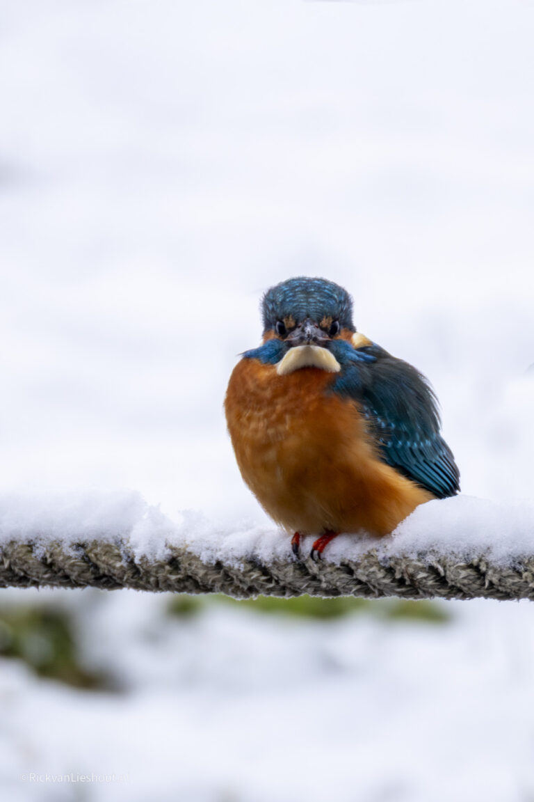 Kingfisher – IJsvogel (alcedo atthis)
