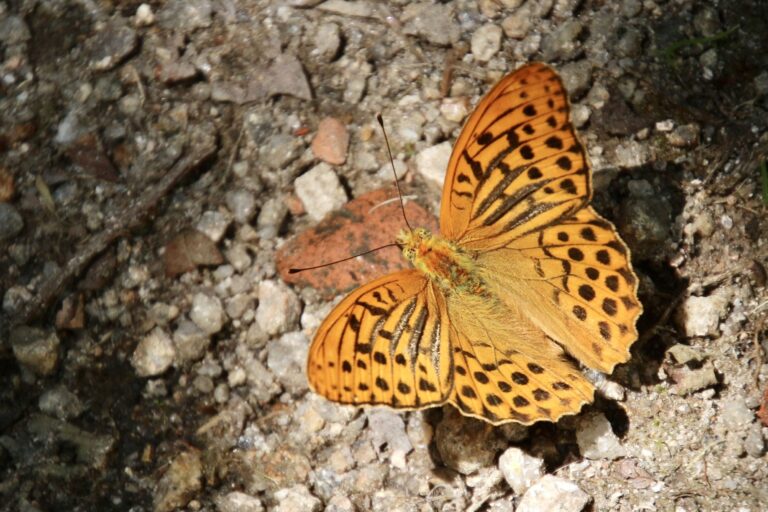 Butterflies of Northern Portugal