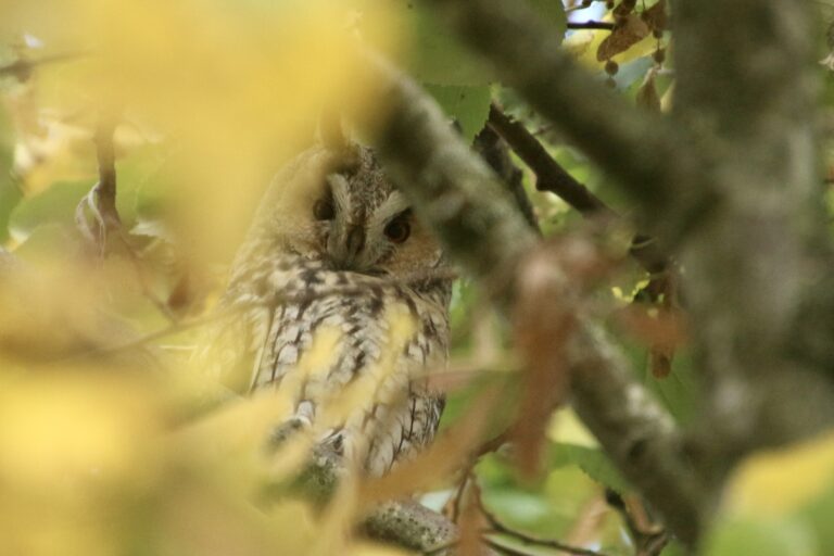 Long-eared owl – Ransuil (Asio Otus)