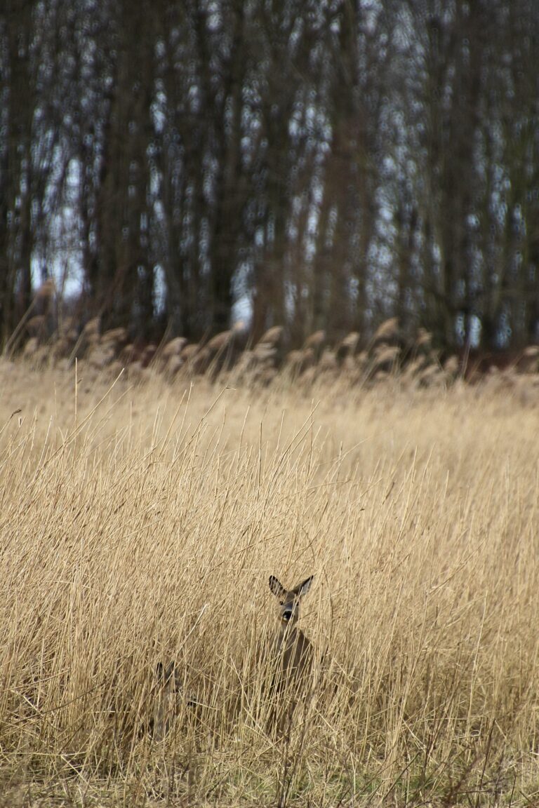 Oostvaardersplassen