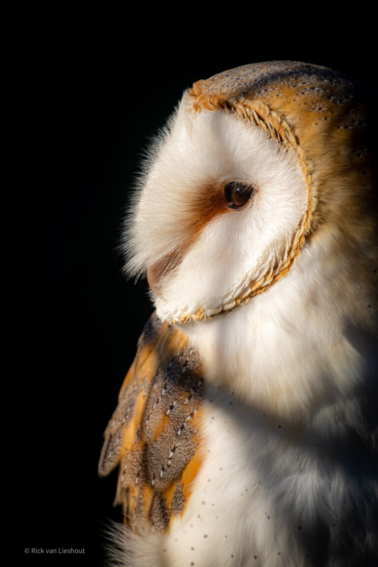 Barn owl – Kerkuil (Tyto alba)