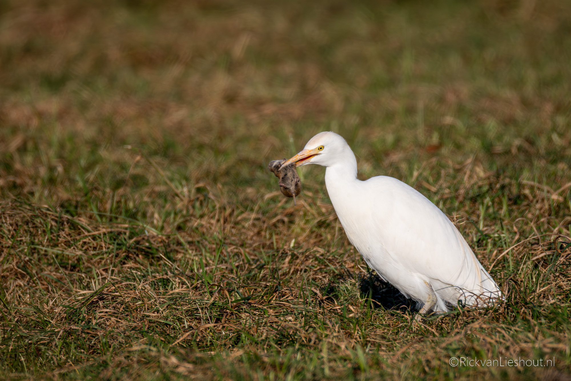 Cattle egret – Koereiger (Ardea ibis)