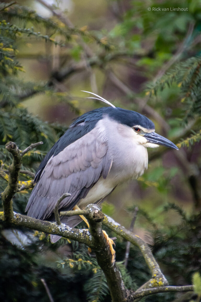 Black-crowned night heron – Kwak (Nycticorax nycticorax)