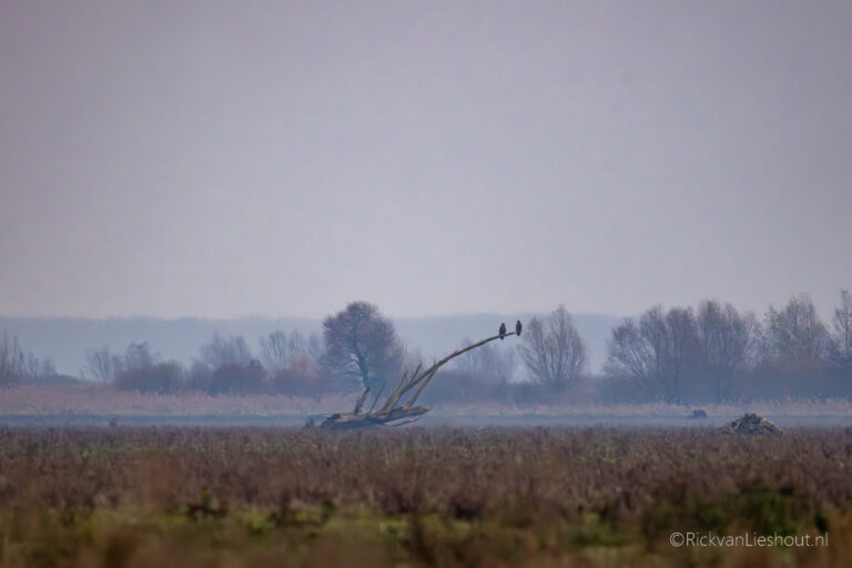 Oostvaardersplassen Almere & Lelystad
