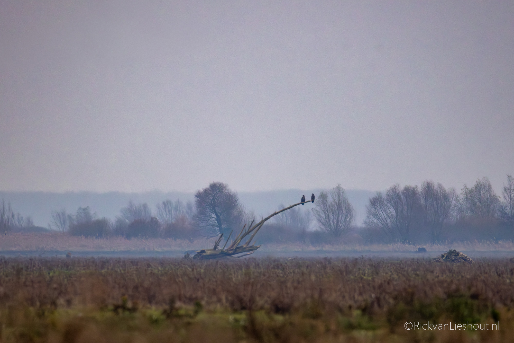 Oostvaardersplassen Almere & Lelystad
