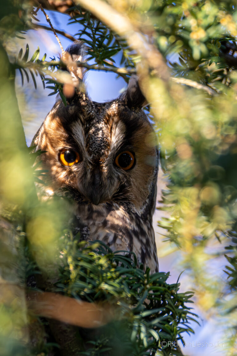 Long-eared owl – Ransuil (Asio otus)