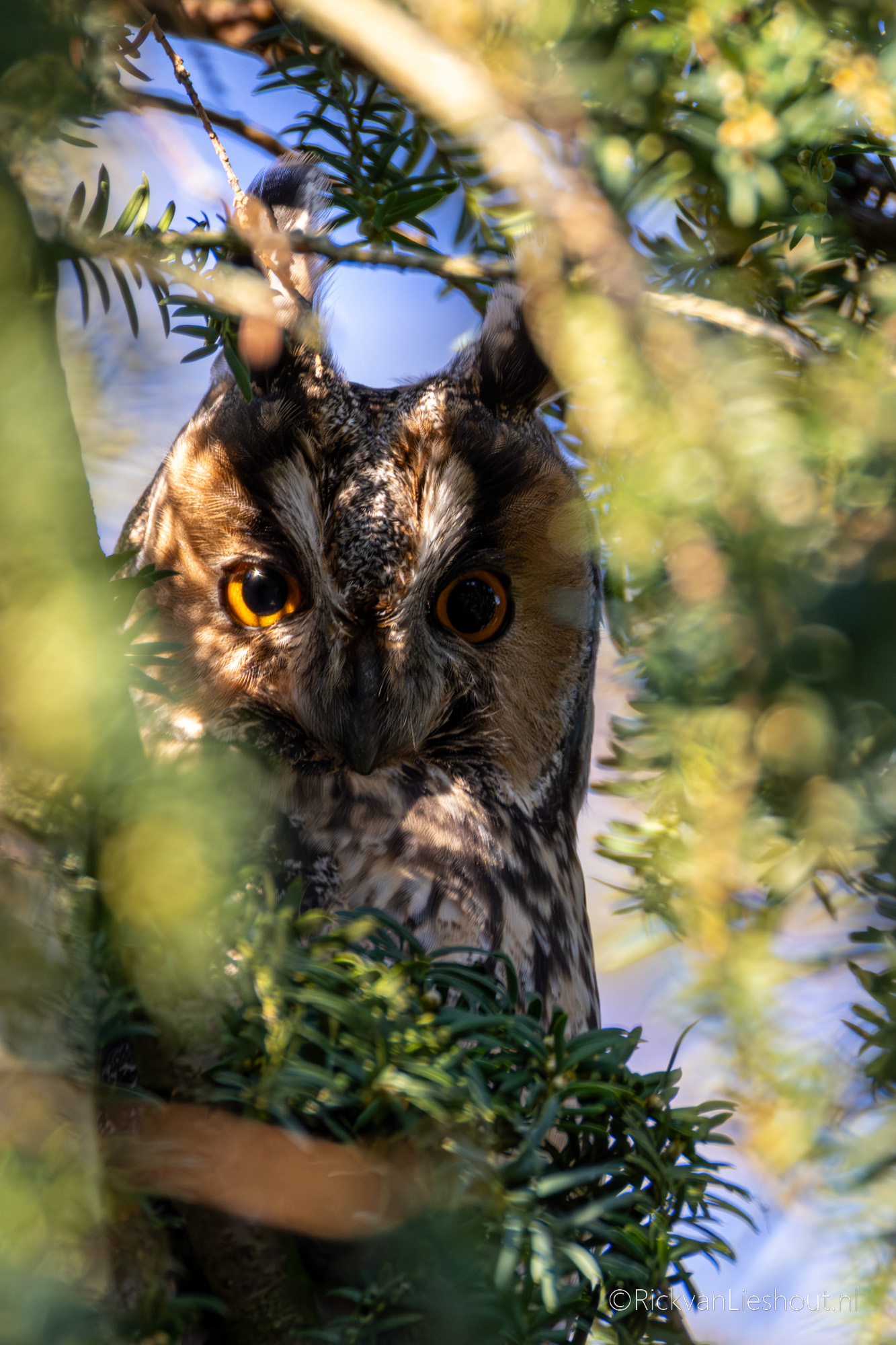 Long-eared owl – Ransuil (Asio otus)