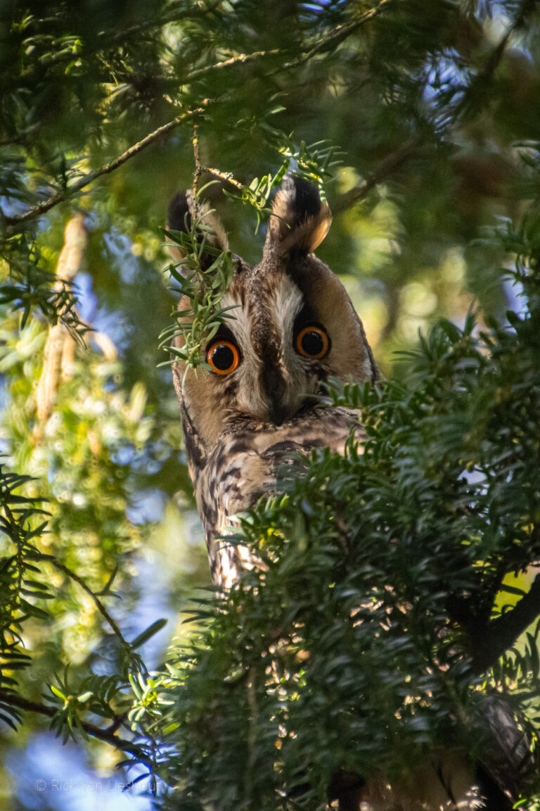 Long-eared owl – Ransuil (asio otus)
