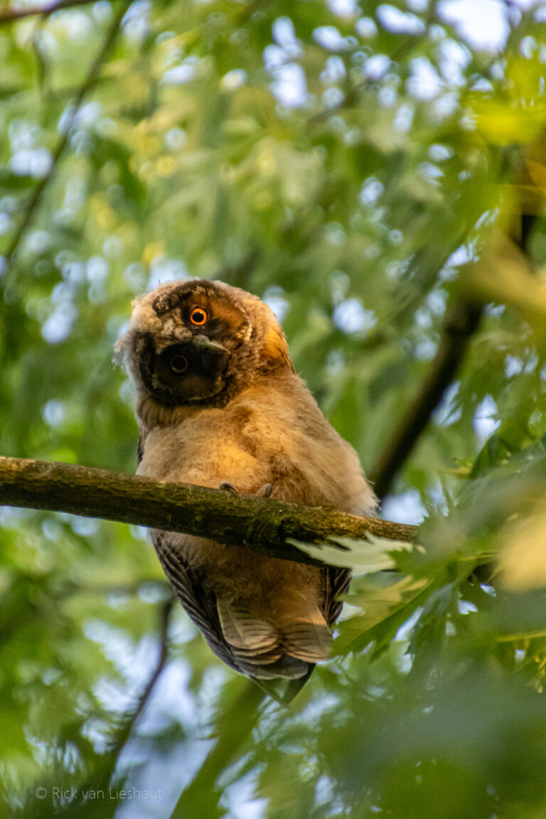 Visiting the long-eared owl family once again