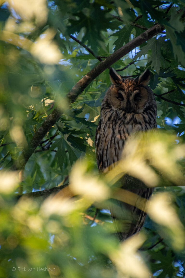 Long-eared owl – Ransuil (Asio otus)