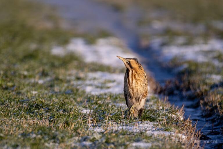 Eurasian bittern – Roerdomp (Botaurus stellaris)