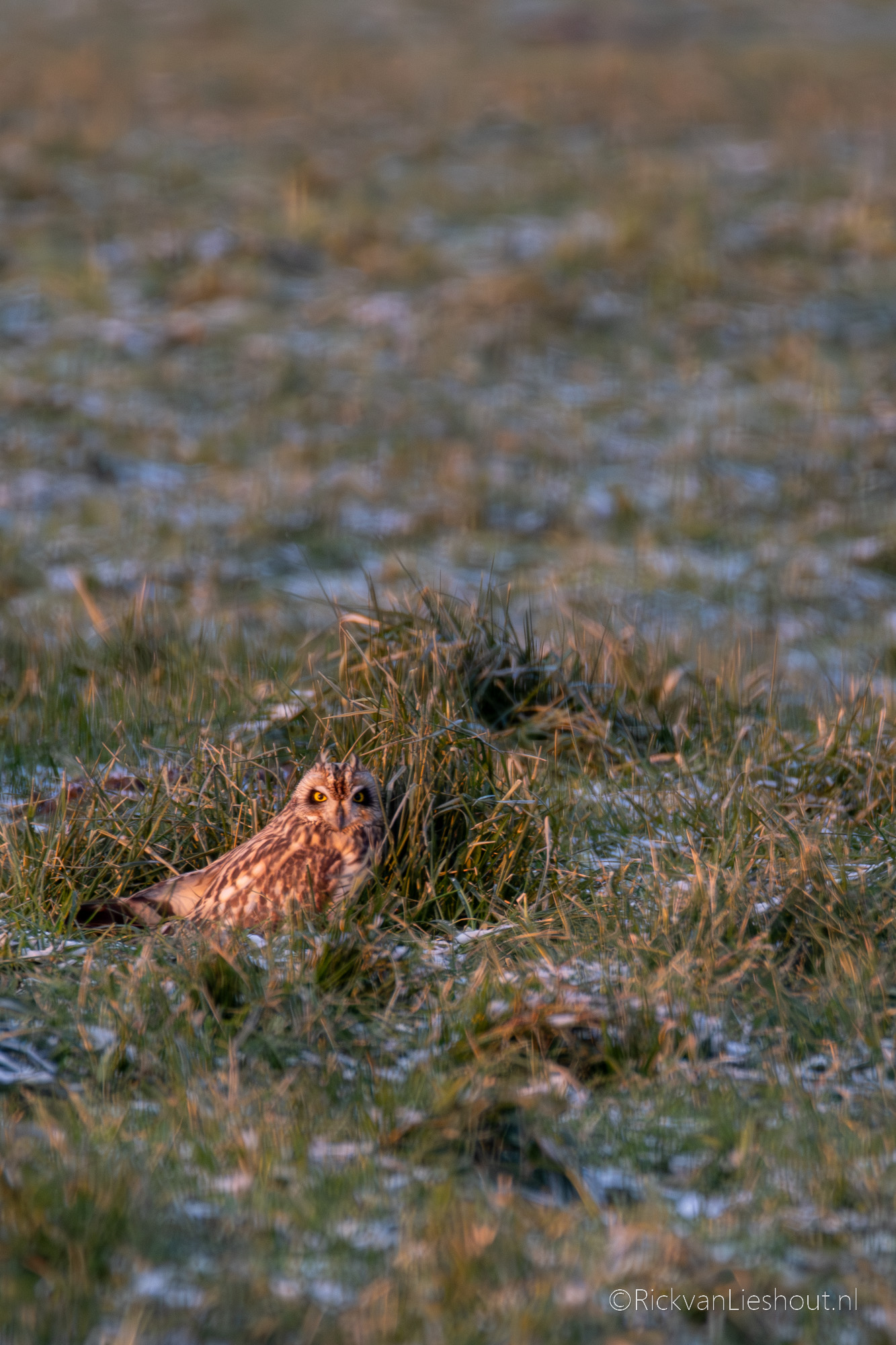 Short-eared owl – Velduil (Asio Flammeus)
