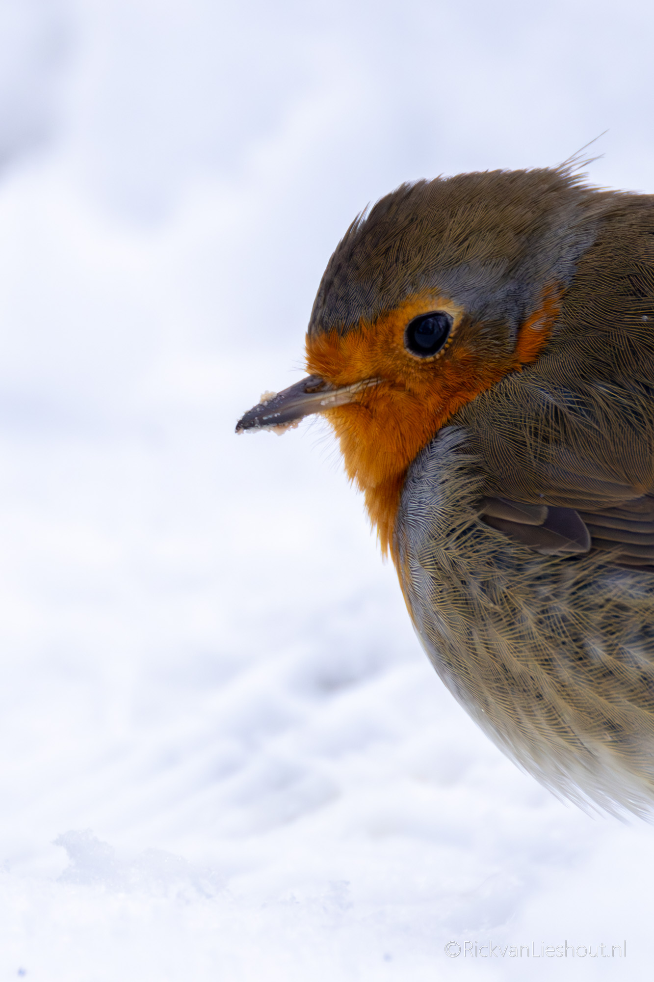 Red robin – roodborst (Erithacus rubecula)