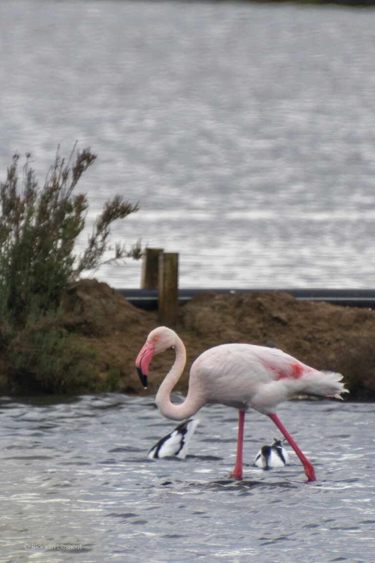 Flamingo (Phoenicopterus roseus)