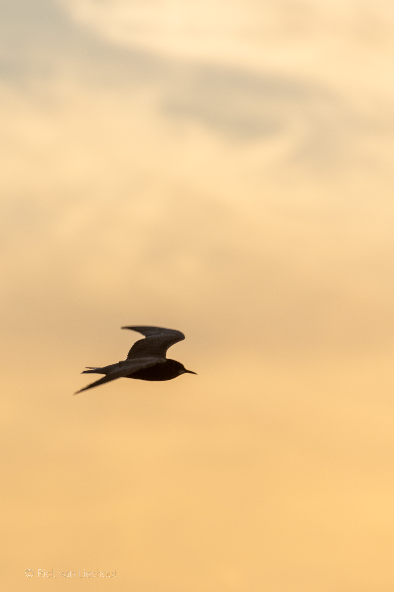 Black tern – Zwarte stern (Chlidonias niger)