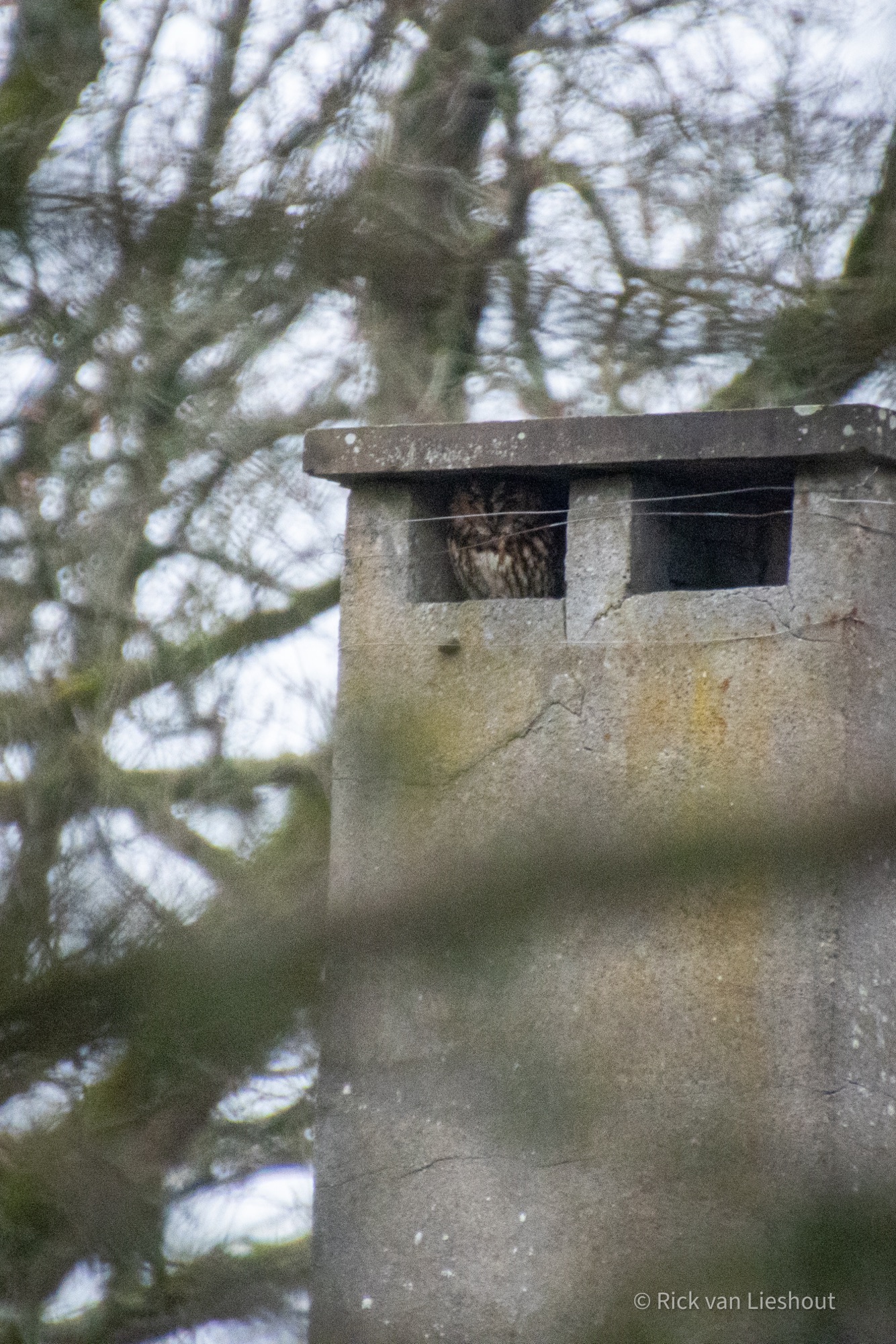 Tawny owl and the short-eared owls